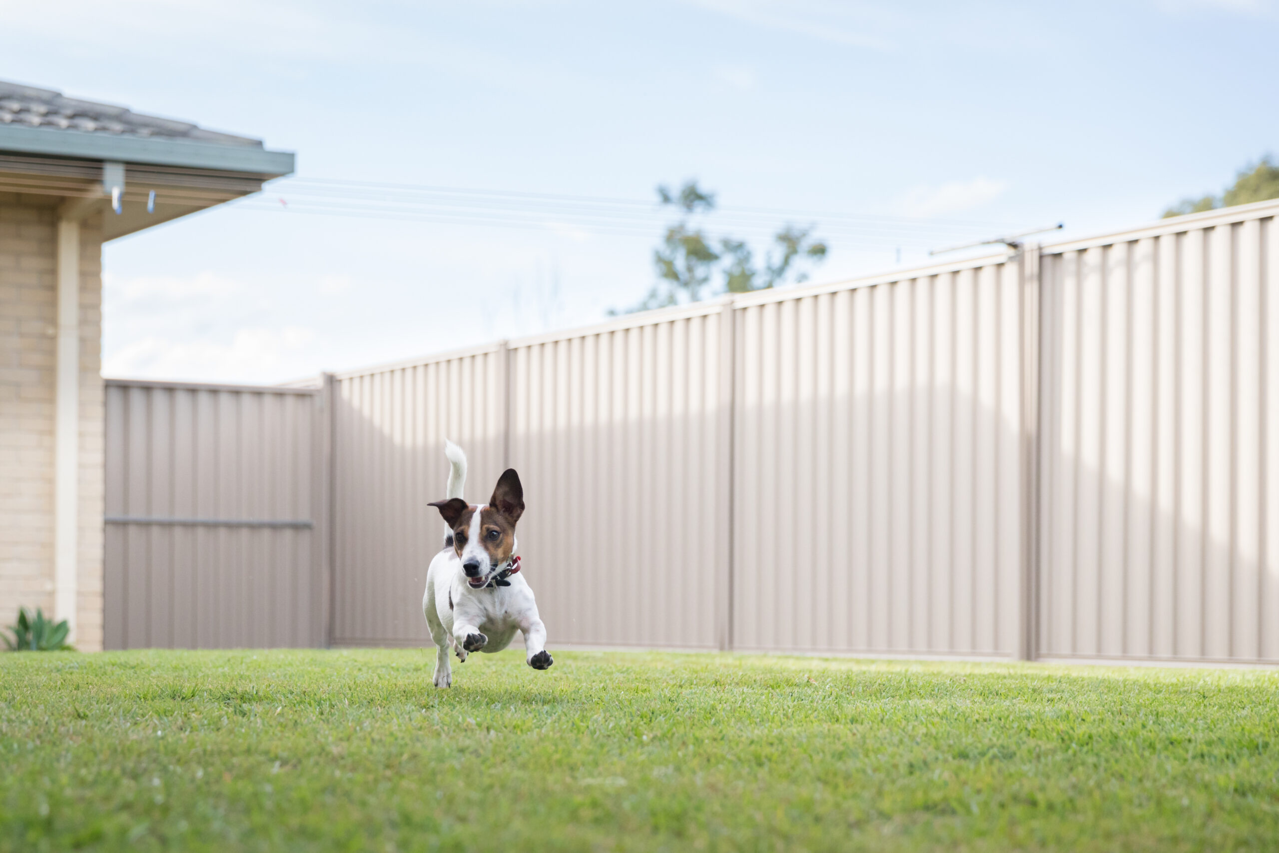 Six Tips for Designing a Dog-Friendly Backyard You'll Love